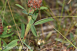 Foto: Purpur-Klee (Trifolium rubens)