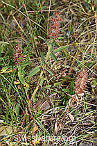 Foto: Purpur-Klee (Trifolium rubens)