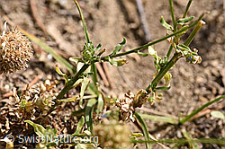 Berg-Jasione (Jasione montana) (F172768) Berg-Jasione (Jasione montana) (F172768)