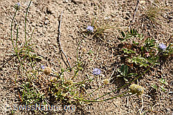 Berg-Jasione (Jasione montana) (F172769) Berg-Jasione (Jasione montana) (F172769)