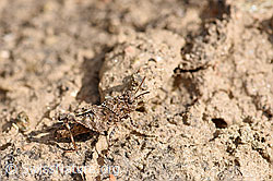 Blauflügelige Ödlandschrecke (Oedipoda caerulescens) (F172771) Blauflügelige Ödlandschrecke (Oedipoda caerulescens) (F172771)