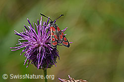 Foto: Esparsetten-Widderchen (Zygaena carniolica) auf Skabiosen-Flockenblume (Centaurea scabiosa)
