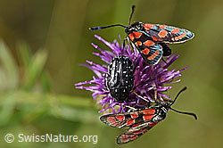 Foto: Trauer-Rosenkäfer (Oxythyrea funesta) auf Skabiosen-Flockenblume (Centaurea scabiosa)