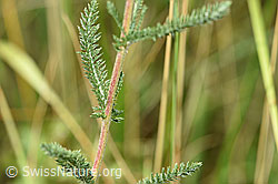 Foto: Gemeine Schafgarbe (Achillea millefolium)