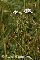 Foto: Gemeine Schafgarbe (Achillea millefolium)