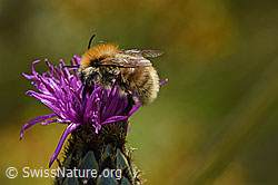 Skabiosen-Flockenblume (Centaurea scabiosa) mit rotem Scheckenfalter