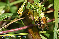Heide-Wachtelweizen (Melampyrum pratense)
