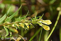 Heide-Wachtelweizen (Melampyrum pratense) (F172846) Heide-Wachtelweizen (Melampyrum pratense) (F172846)