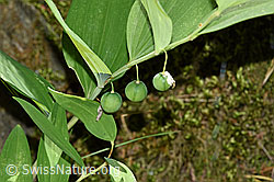 Echtes Salomonssiegel (Polygonatu odoratum). (F172861) Echtes Salomonssiegel (Polygonatu odoratum). (F172861)