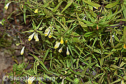 Heide-Wachtelweizen (Melampyrum pratense) (F172864) Heide-Wachtelweizen (Melampyrum pratense) (F172864)