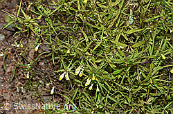 Heide-Wachtelweizen (Melampyrum pratense) (F172866) Heide-Wachtelweizen (Melampyrum pratense) (F172866)