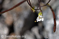 Alpen-Gänsekresse (Arabis alpina) (F172971)