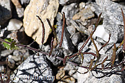 Alpen-Gänsekresse (Arabis alpina) (F172975)