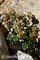 Zweiblütiger Steinbrech (Saxifraga biflora) (F172978) Zweiblütiger Steinbrech (Saxifraga biflora) (F172978)
