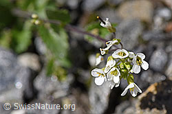 Alpen-Gänsekresse (Arabis alpina) (F172992)