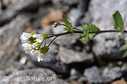Alpen-Gänsekresse (Arabis alpina) (F172993)