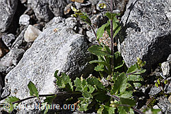 Alpen-Gänsekresse (Arabis alpina) (F172995)