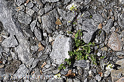 Alpen-Gänsekresse (Arabis alpina) (F172996)
