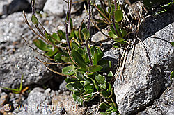 Bläuliche Gänsekresse (Arabis caerulea) (F173027)