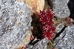 Foto: Dunkler Mauerpfeffer (Sedum atratum)