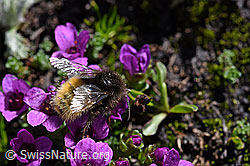 Bergwald-Hummel (Bombus wurflenii) auf Gegenblättrigem Steinbrech (Saxifraga oppositifolia) (F173121) Bergwald-Hummel (Bombus wurflenii) auf Gegenblättrigem Steinbrech (Saxifraga oppositifolia) (F173121)
