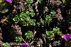 Gegenblättriger Steinbrech (Saxifraga oppositifolia) (F173125) Gegenblättriger Steinbrech (Saxifraga oppositifolia) (F173125)