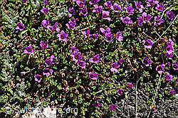 Gegenblättriger Steinbrech (Saxifraga oppositifolia) (F173126) Gegenblättriger Steinbrech (Saxifraga oppositifolia) (F173126)