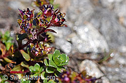 Zweiblütiger Steinbrech (Saxifraga biflora) (F173147) Zweiblütiger Steinbrech (Saxifraga biflora) (F173147)