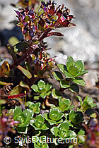 Zweiblütiger Steinbrech (Saxifraga biflora) (F173148) Zweiblütiger Steinbrech (Saxifraga biflora) (F173148)