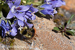 Foto: Höhen-Hummel (Bombus sichelii) auf Mont Cenis-Glockenblume (Campanula cenisia)