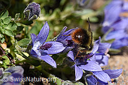 Foto: Höhen-Hummel (Bombus sichelii) auf Mont Cenis-Glockenblume (Campanula cenisia)