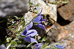 Foto: Höhen-Hummel (Bombus sichelii) auf Mont Cenis-Glockenblume (Campanula cenisia)