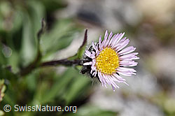 Einköpfiges Berufkraut (Erigeron uniflorus) (F173162) Einköpfiges Berufkraut (Erigeron uniflorus) (F173162)