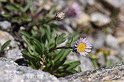 Einköpfiges Berufkraut (Erigeron uniflorus) (F173164) Einköpfiges Berufkraut (Erigeron uniflorus) (F173164)