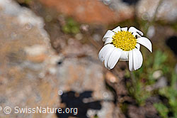 Gewöhnliche Alpenmargerite (Leucanthemopsis alpina) (08.2020, F173168)