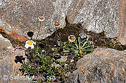 Gewöhnliche Alpenmargerite (Leucanthemopsis alpina) (08.2020, F173171)