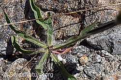 Grauzottiges Habichtskraut (Hieracium piliferum) (08.2020, F173174)