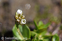 Bläuliche Gänsekresse (Arabis caerulea) (F173186) Bläuliche Gänsekresse (Arabis caerulea) (F173186)