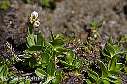 Bläuliche Gänsekresse (Arabis caerulea) (F173189) Bläuliche Gänsekresse (Arabis caerulea) (F173189)