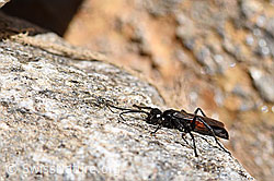 Foto: Anoplius infuscatus (Wegwespe)
