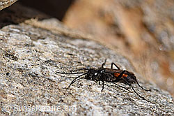 Anoplius infuscatus (Wegwespe) (08.2020, F173198)