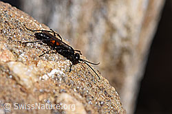 Foto: Anoplius infuscatus (Wegwespe)
