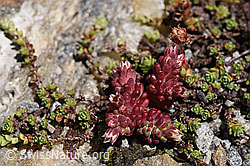 Dunkler Mauerpfeffer (Sedum atratum) (F173225)