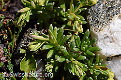 Bewimperter Steinbrech (Saxifraga aizoides) (08.2020, F173230)