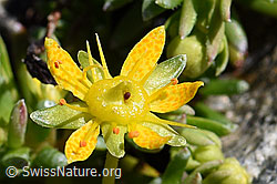 Bewimperter Steinbrech (Saxifraga aizoides) (08.2020, F173231)