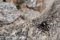 F173254: Attulus longipes (Springspinne)