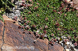 Foto: Bleicher Klee (Trifolium pallescens)