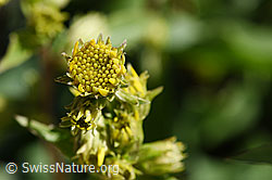F173275: Alpen-Goldrute (Solidago virgaurea ssp. minuta)