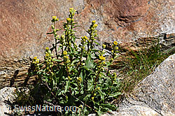 F173277: Alpen-Goldrute (Solidago virgaurea ssp. minuta)