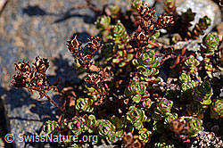 Zweiblütiger Steinbrech (Saxifraga biflora) (F173354) Zweiblütiger Steinbrech (Saxifraga biflora) (F173354)